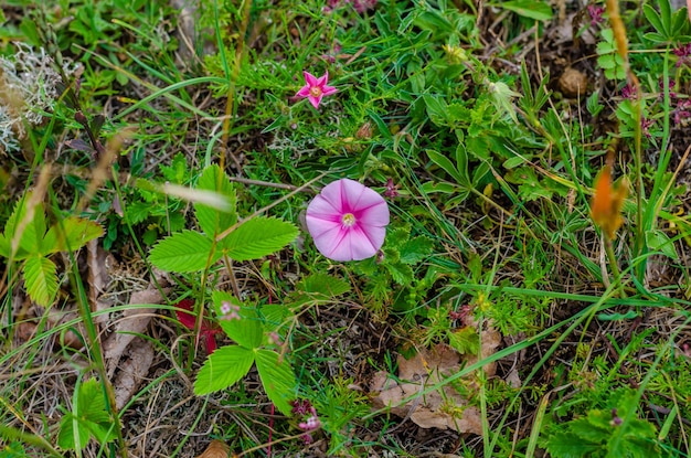 A flower in the grass is called a flower.