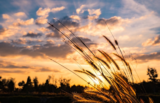 Flower of grass with blurred background of tree, white and gray clouds at sunset