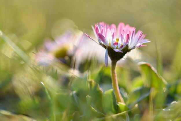 Photo a flower in the grass