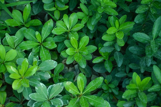 Flower Green Background