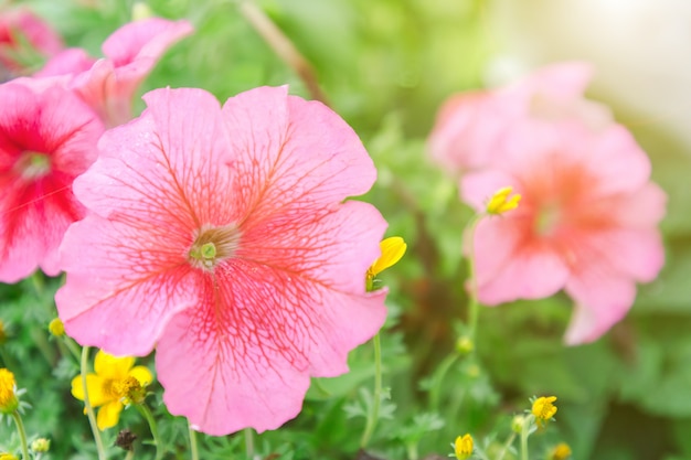 Flower and green leaf background in garden at sunny summer 