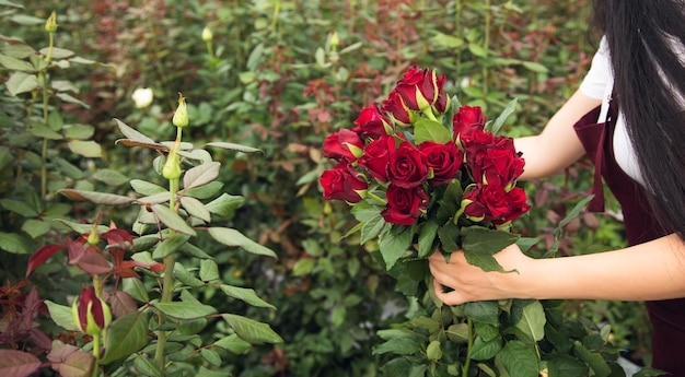 Flower greenhouse worker picking roses