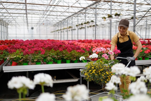 Flower greenhouse worker walks around the nursery and collects orders in a shopping cart