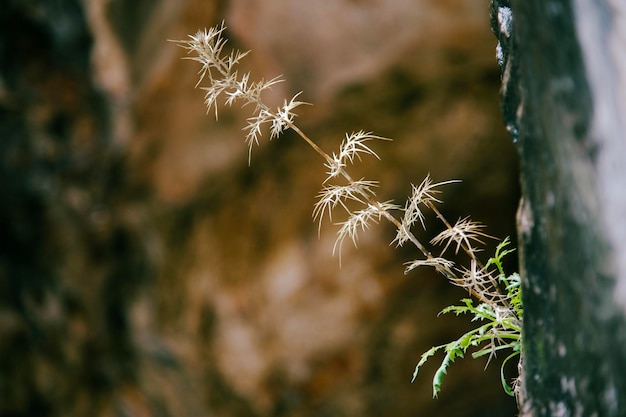 flower growing on a rock