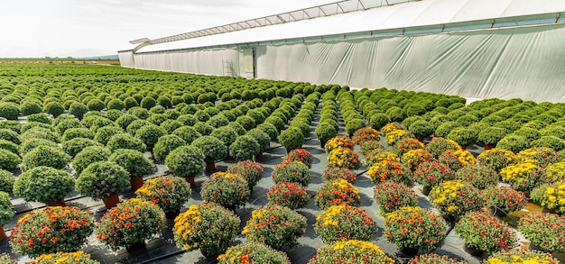 Flower harvest season