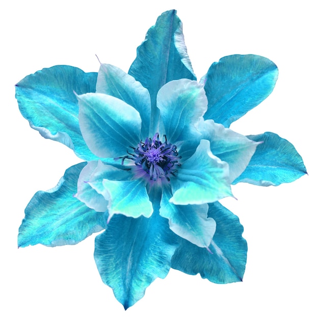 Flower head blue clematis isolated on white background Perfectly retouched full depth of field on the photo Floral pattern object Flat lay top view