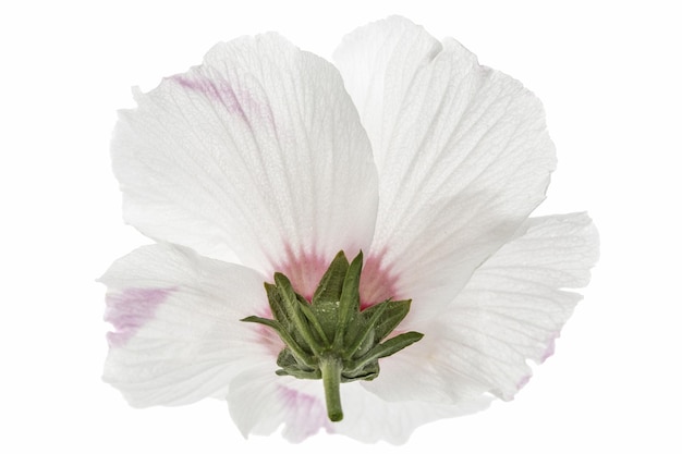 Flower of hibiscus isolated on white background