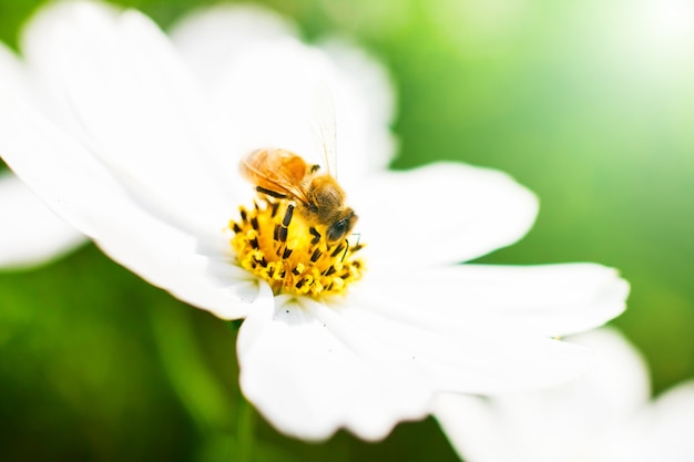 flower  Honey bee 