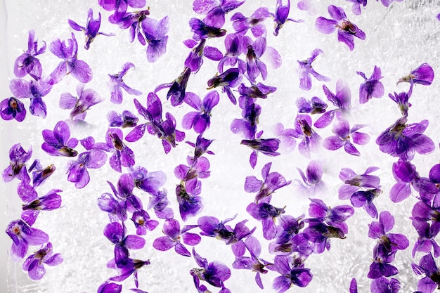 Flower ice for cocktails cold drinks Violets flower in transparent block of ice Close up top view