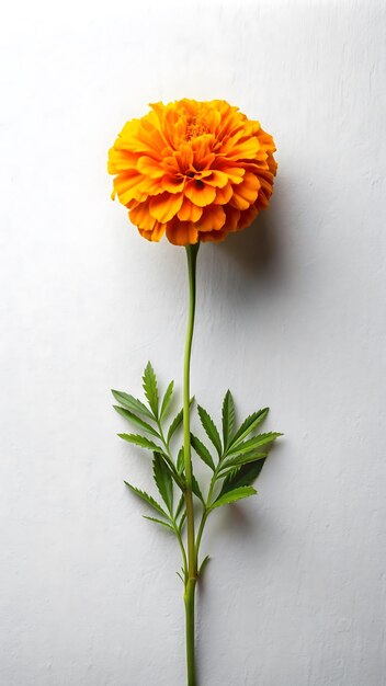 Photo a flower is shown on a white wall