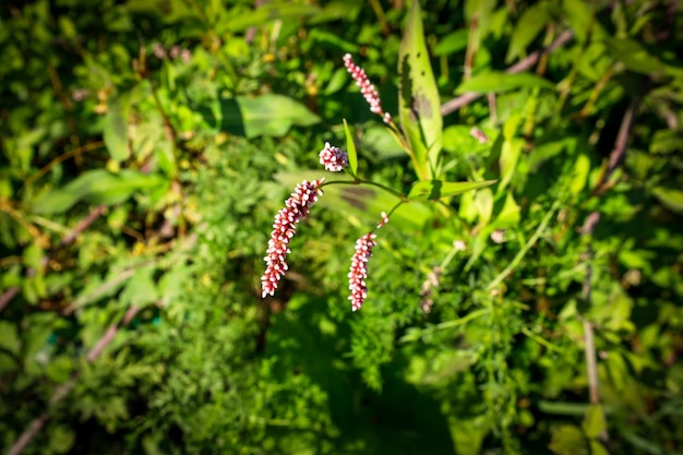 Flower of ladys thumb or Persicaria maculosa plant, buckwheat family. Close-up macro flower.