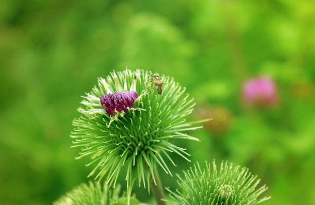 The flower of a large burdock opened with thorns and a small beetle on it