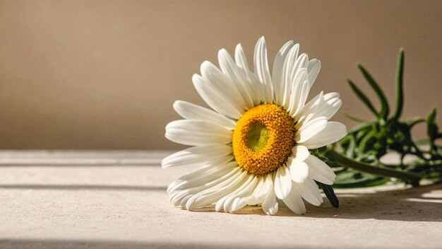 a flower laying on a table with the sun shining through the window