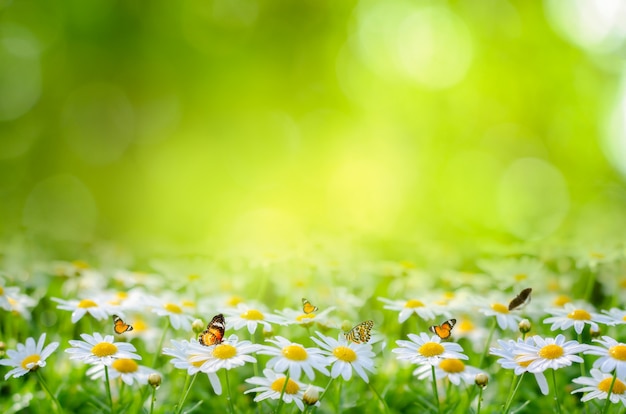 Flower Leaf background bokeh blur green background