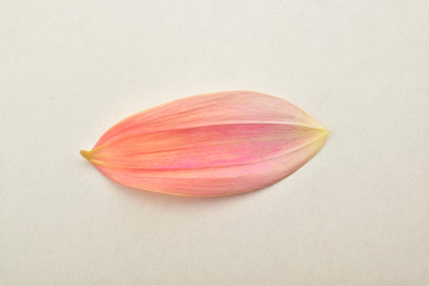 Flower leaf isolated on white background macro colorful leaf