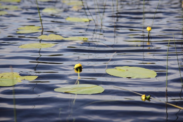 Flower and leaves in pond