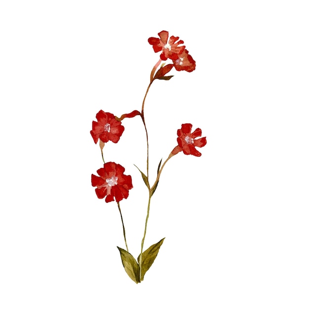 Flower long red with leaves. A nice watercolor illustration. High quality hand drawn picture.