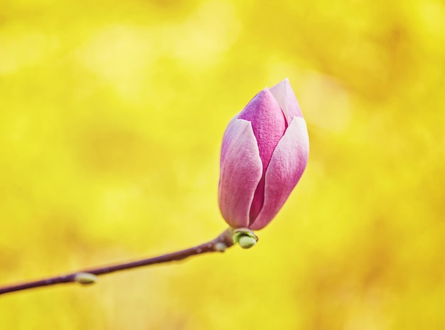 Photo flower magnolia flowering against a background of flowers