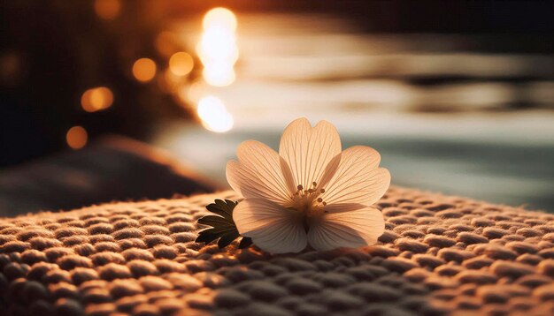 Photo a flower on a mat with the sun behind it