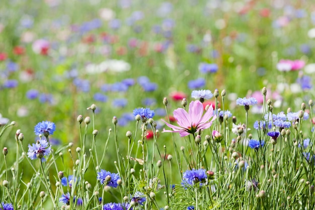 Flower meadow