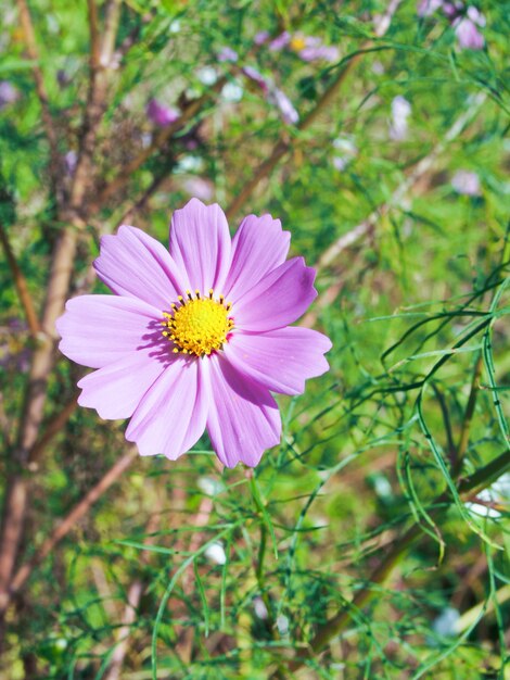 Flower on the nature background