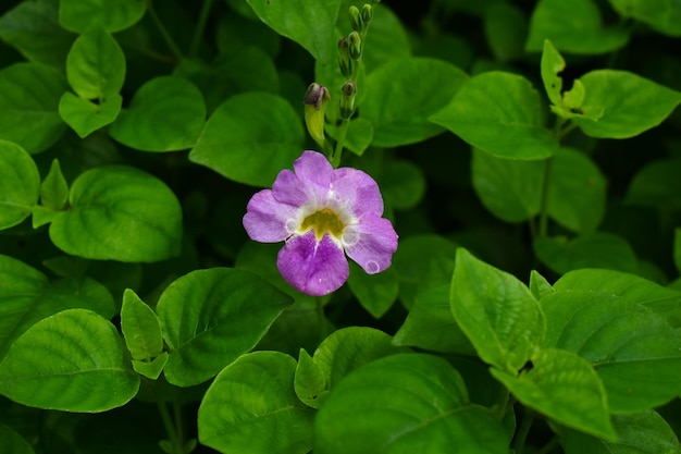 flower nature flower