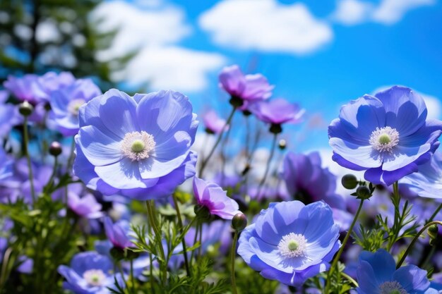 Flower nature summer outdoors