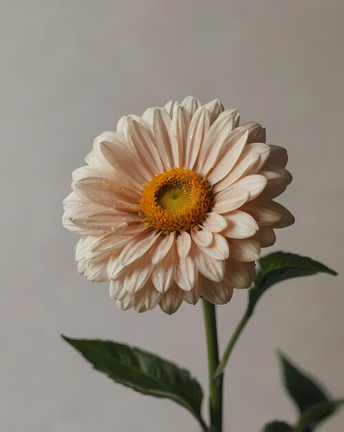 Flower in a neutral background