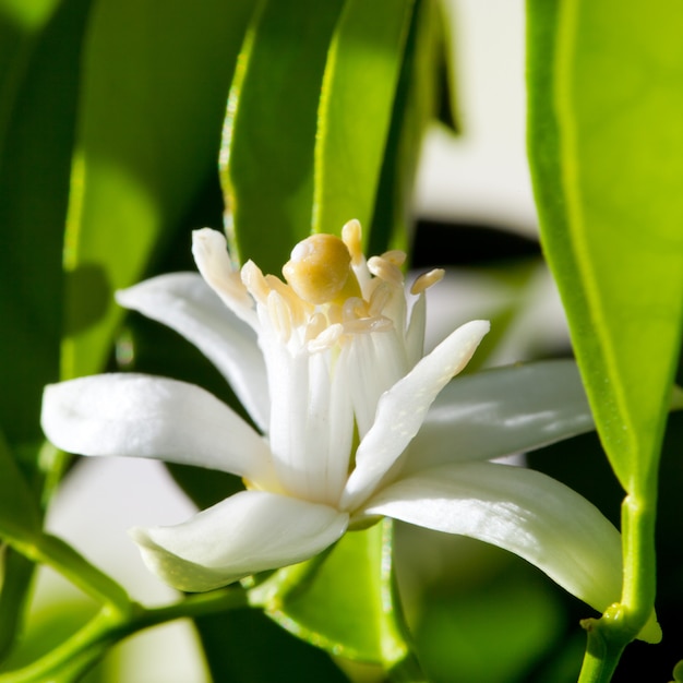 flower orange blossom in spring in pollinating