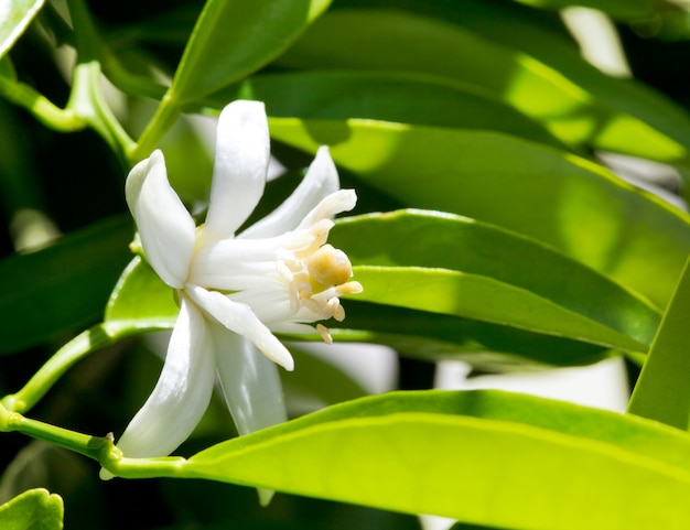 flower orange blossom in spring in pollinating