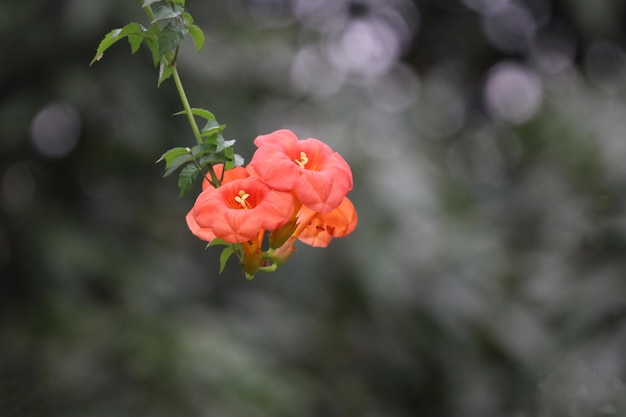 Flower orange on nature background