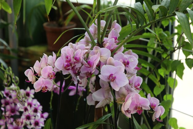 Flower Orchid Cymbidium close up background