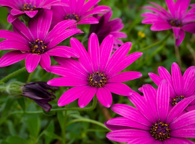 Flower Osteospermum close-up