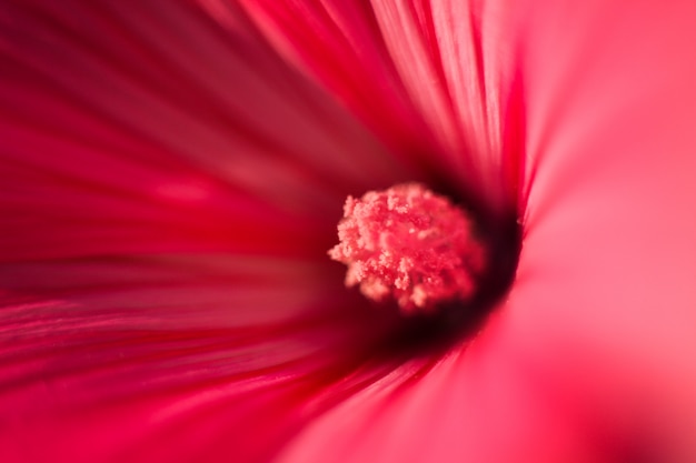 Flower petal macro close up picture, floral background