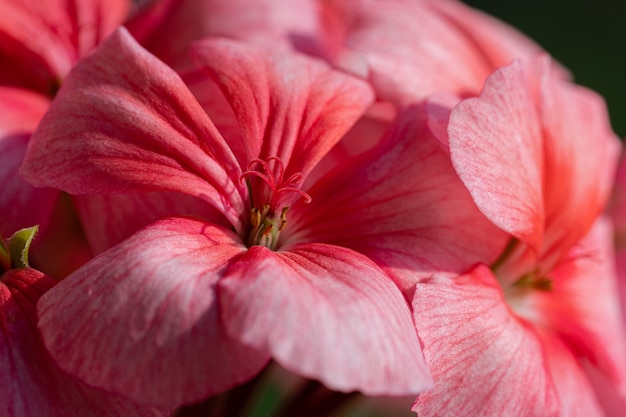 Flower petals Pelargonium zonale Willd. Macro photography of beautiful pink color petals, causing pleasant feeling from viewing photos. Soft, selective focus of bloom plant.