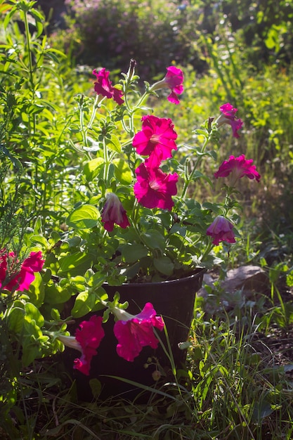 Flower petunia in summer in the garden