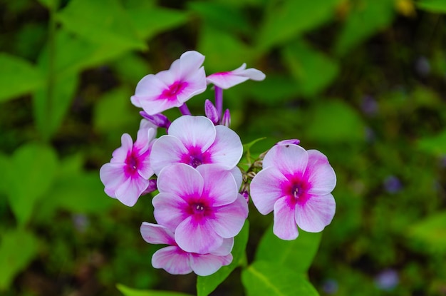 Flower phlox paniculate in the garden.