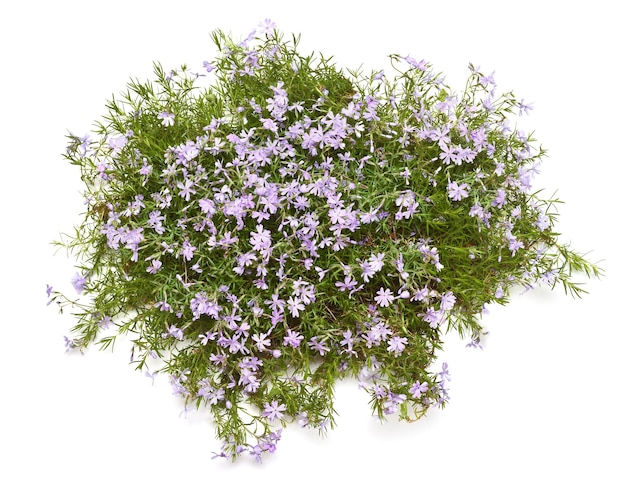 Flower phlox subulata benita creeping isolated on white background Hello  spring Beautiful plant garden concept Nature lawn Flat lay top view