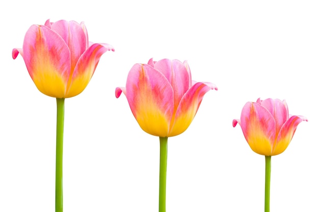 Flower pink beautiful tulips isolated on white