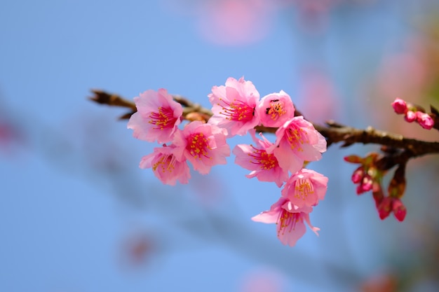 Flower pink color blooming on tree