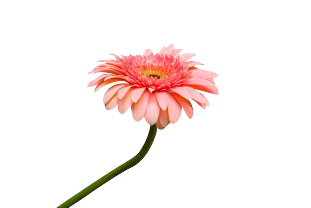 Flower pink gerbera isolated on white background