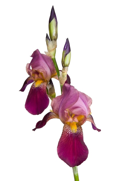 Flower of pink iris isolated on a white background