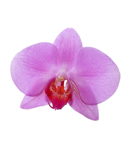 flower of pink orchid isolated on the white background