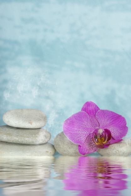 A flower of a pink orchid near the water in a fog