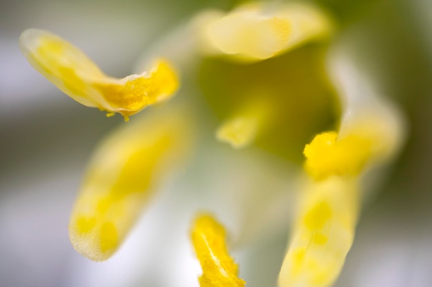 Photo flower pistil ultra macro close up background texture