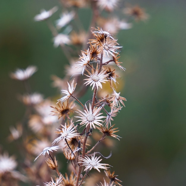 the flower plant in the garden in the nature