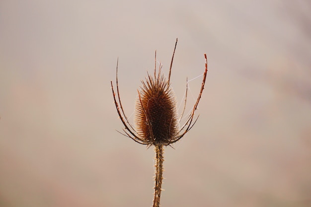 flower plant in the garden