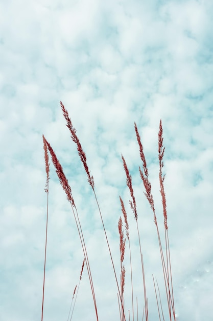 flower plant silhouette and blue sky background