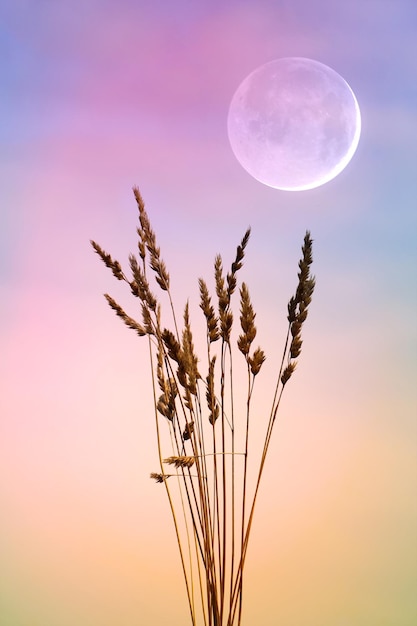 flower plant silhouette in the nature with a beautiful sunset background