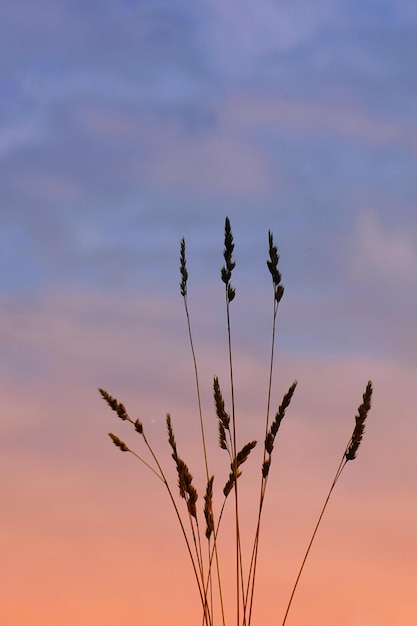 flower plant silhouette in the nature with a beautiful sunset background